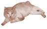 cat01_pts_ani03.gif